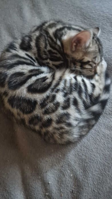 Gatinho bengal com Lop excepcional