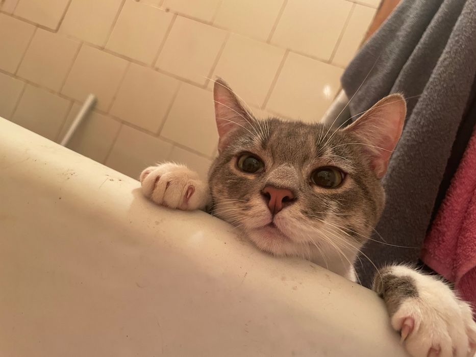 Котик, 1 рік терміново