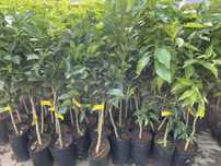 Citrinos (laranjeiras, tangerineiras, limoeiros, limas)