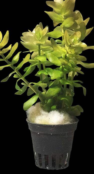 Zestaw pięknych roślin akwariowych