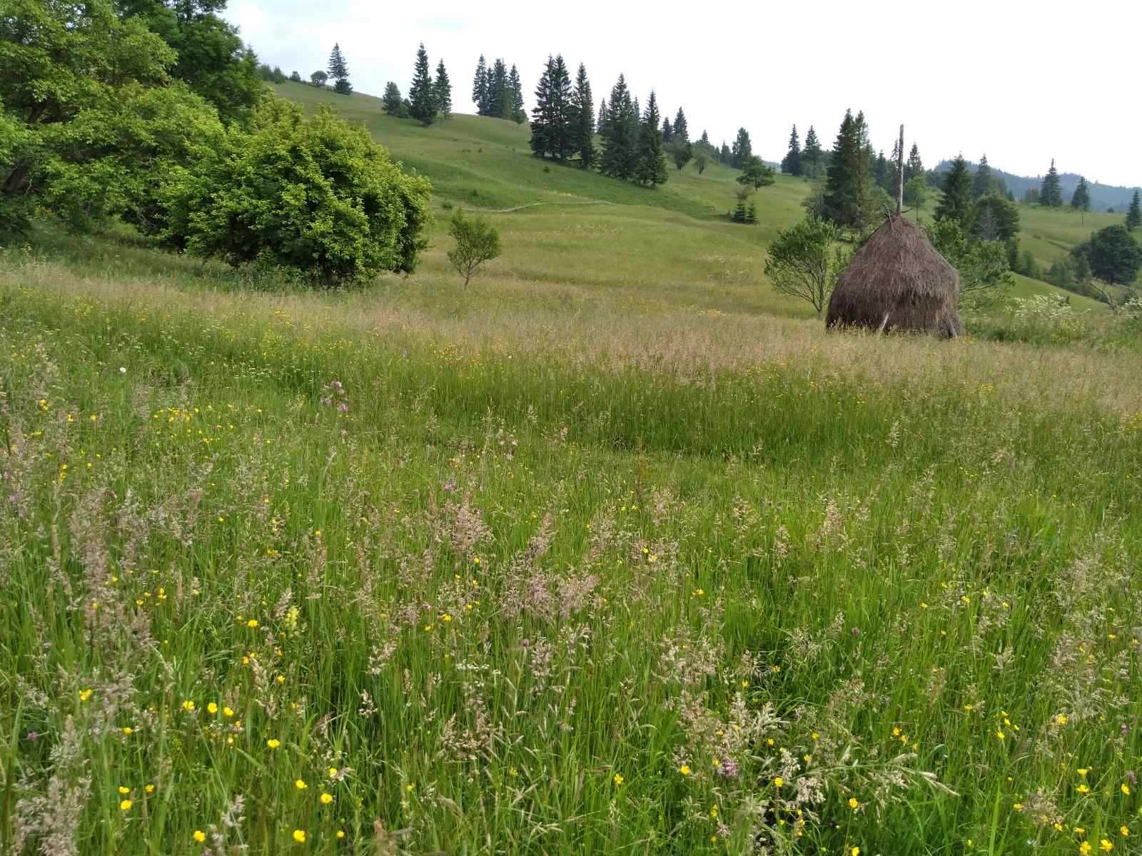 Земля в Карпатах