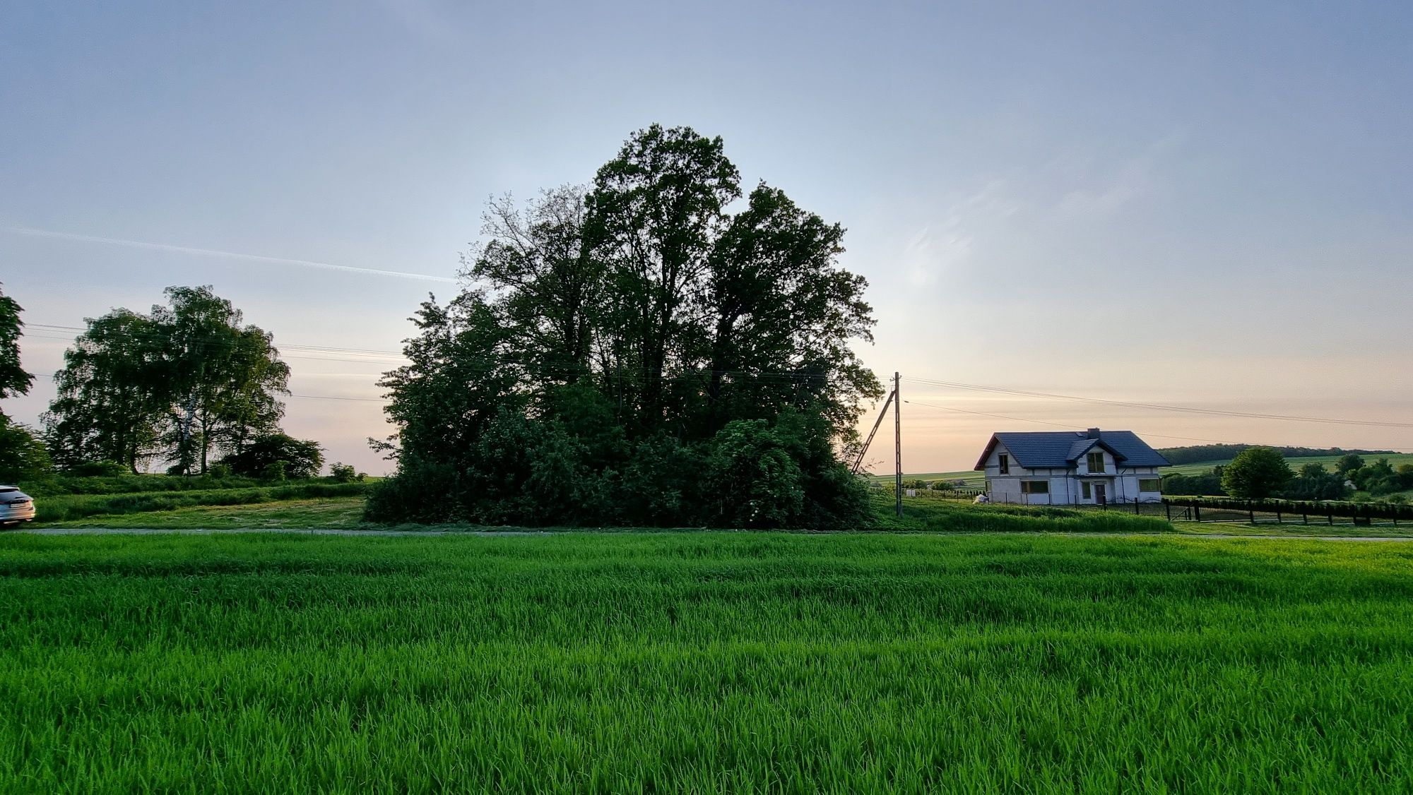 Lasek dębowy- kolonia Zaraszów