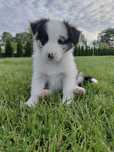 Border Collie Blu Merle - suczka