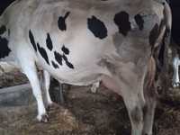 Krowy z mlekiem i na ociepleniu