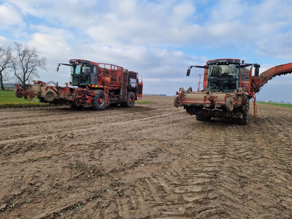 Zbiór buraków cukrowych kopanie holmer ropa
