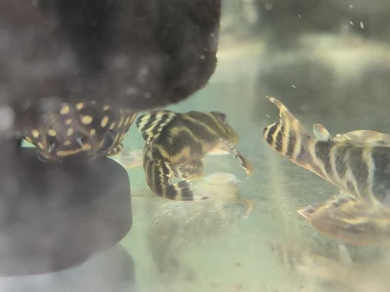 Hypancistrus farunculus L199
