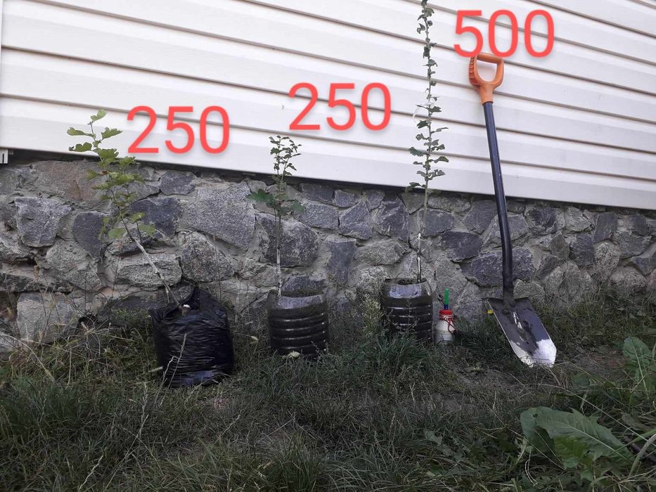 Глід Пол Скарлет