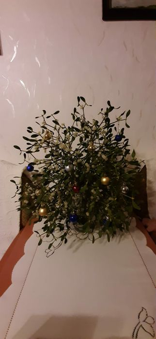 Jemioła KULA ok 50 cm lub WIĘKSZA