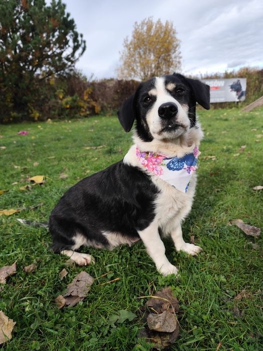 Malutka kochana Neska szuka domu