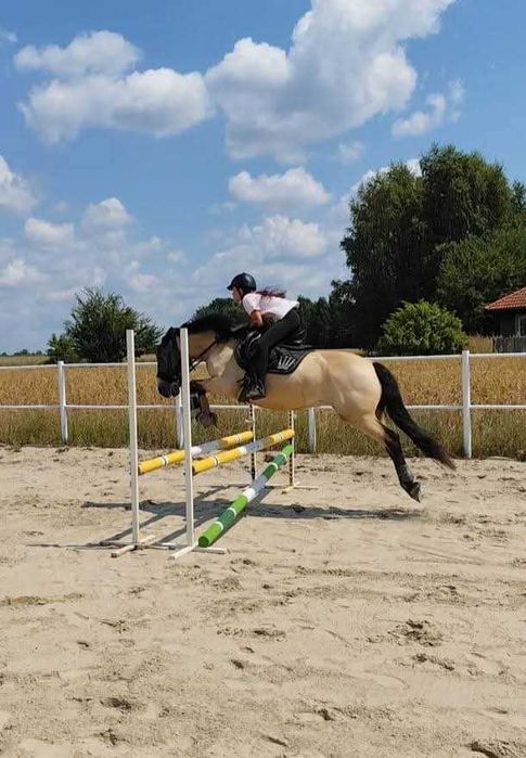 Konie do dzierżawy/współdzierżawy