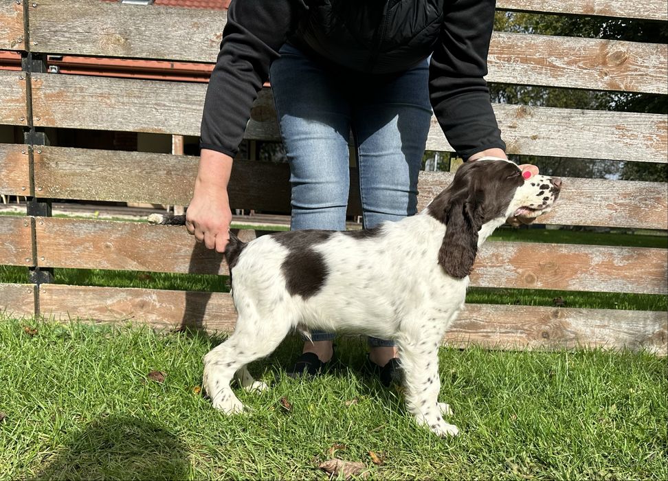 springer spaniel angielski - LEGO dostępny chłopiec wątrobiano biały