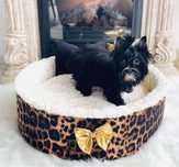 York shire terrier sunia