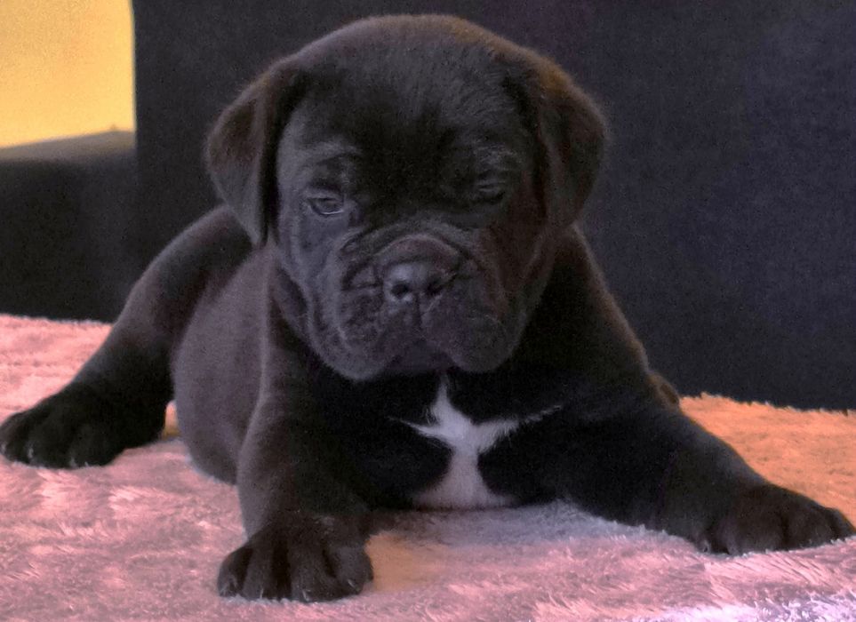Cane Corso Hodowla San Diego DW