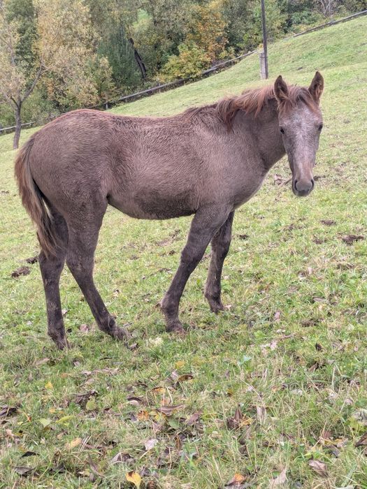 Продається лошиця 1,5 року лиса