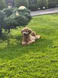 Maltipoo f1b pudel + maltipoo