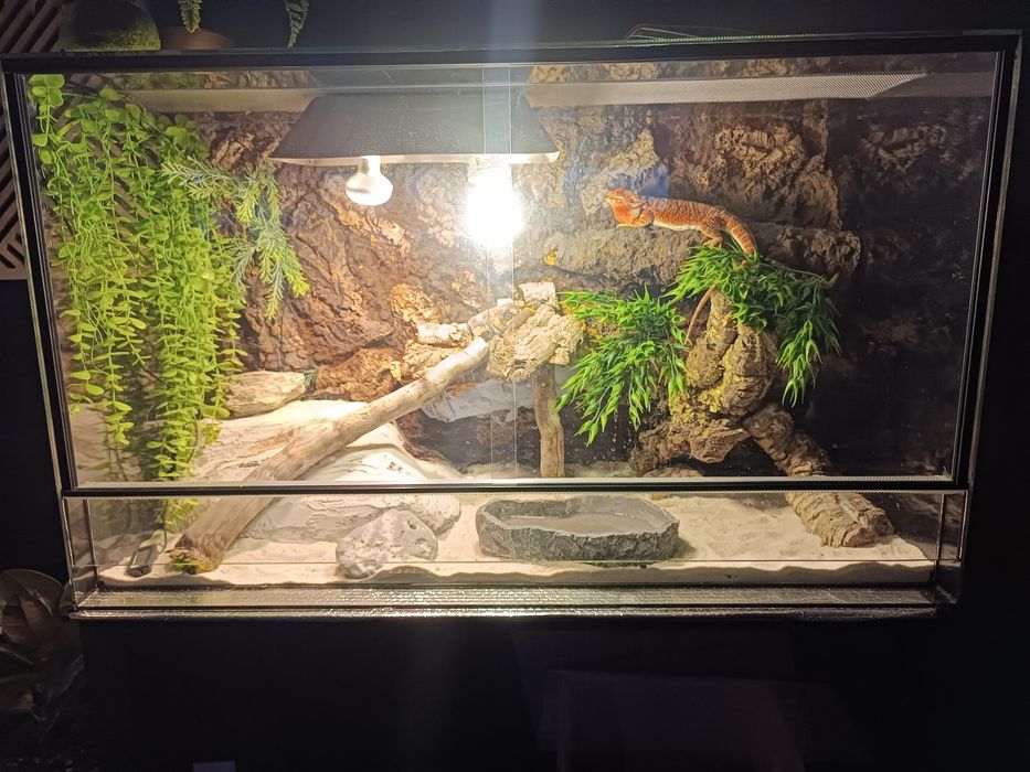 Terrarium agama brodata red