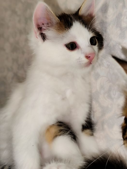 Котята отдаю в хорошие руки