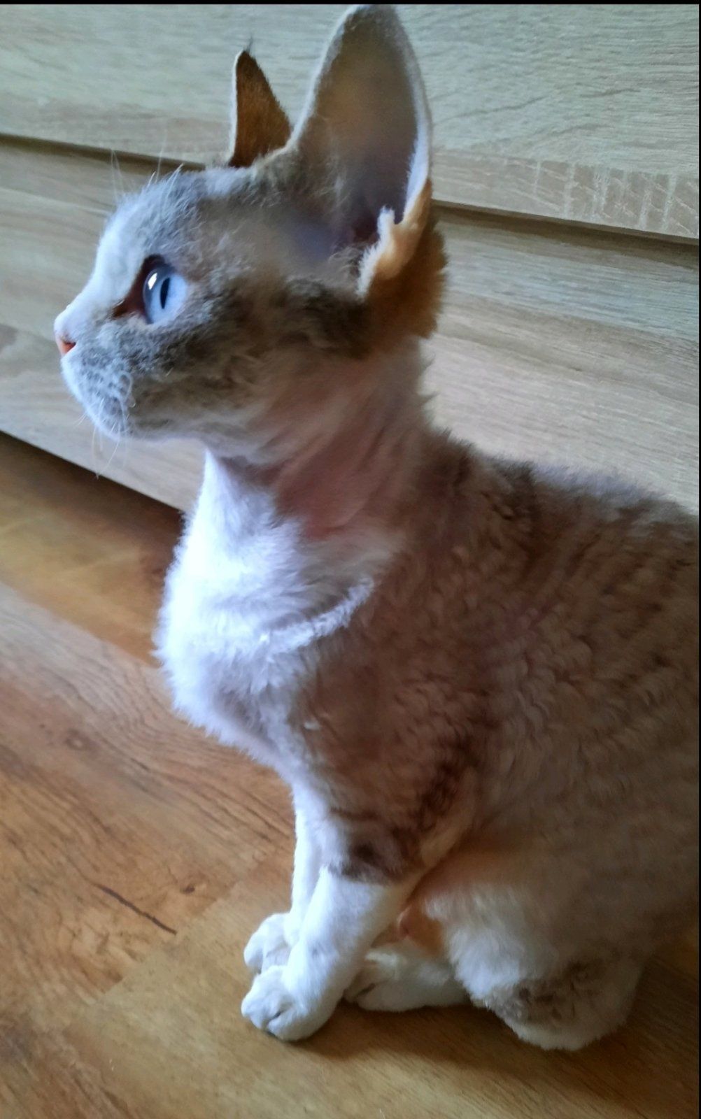 Роял девон, сфинкс, абиссинская шотландская кот кошка