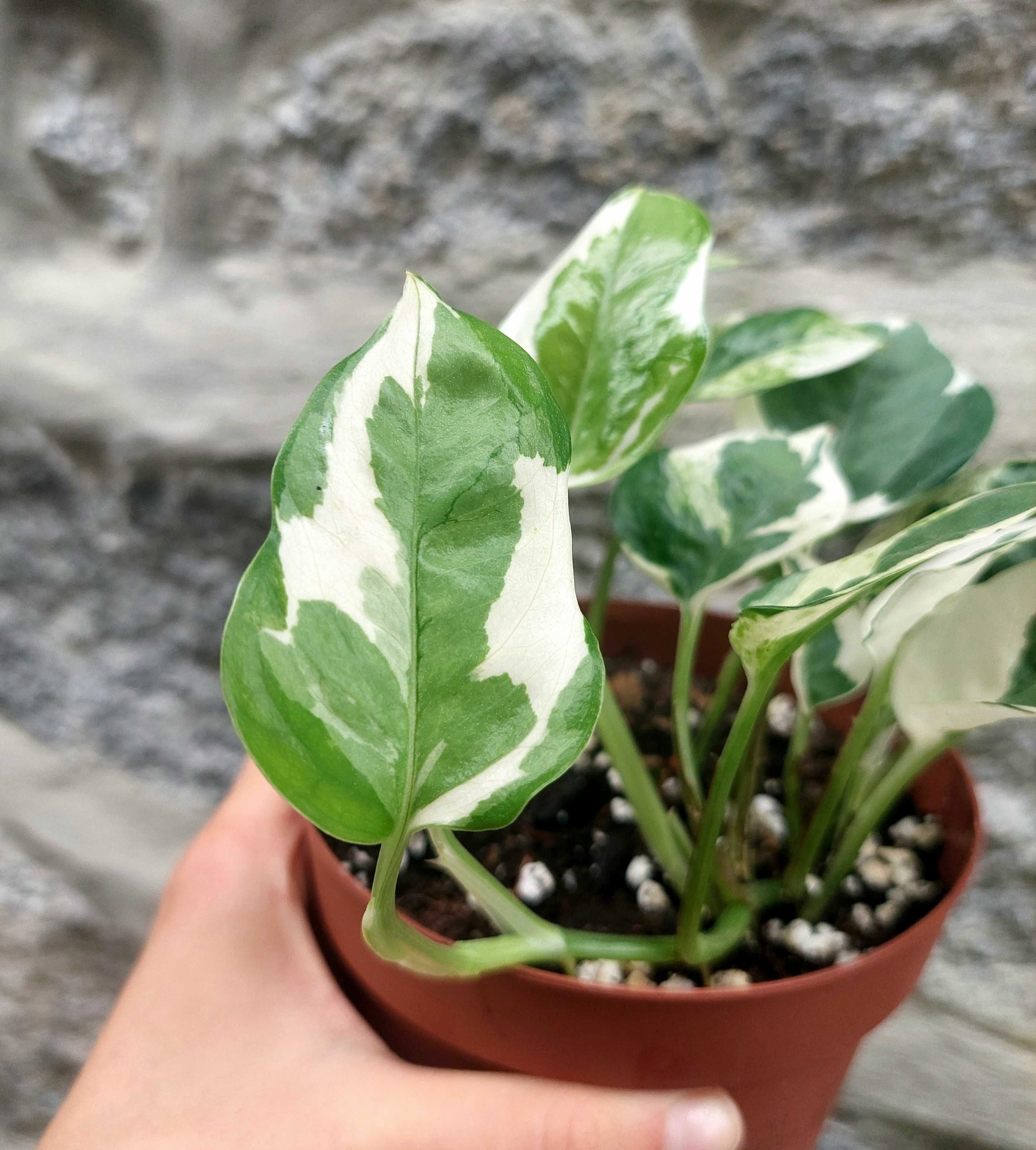 Planta Epipremnum N'Joy
