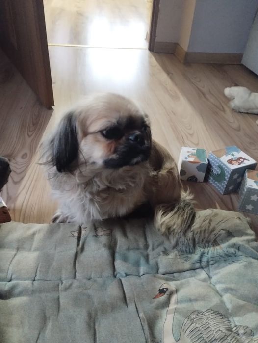 Oddam psa pekińczyk