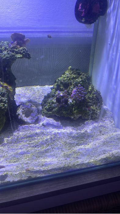 Corais zoanthus e rodacthis