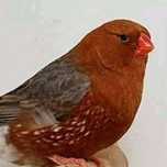 Mandarins gigantes