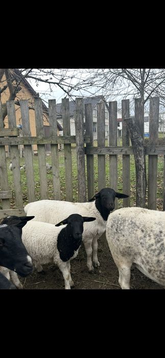 Продаю молодняк овець.100% породи Дорпер