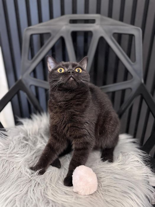 Kocięta Szkockie. Kotka czekoladowa.  Rodowód