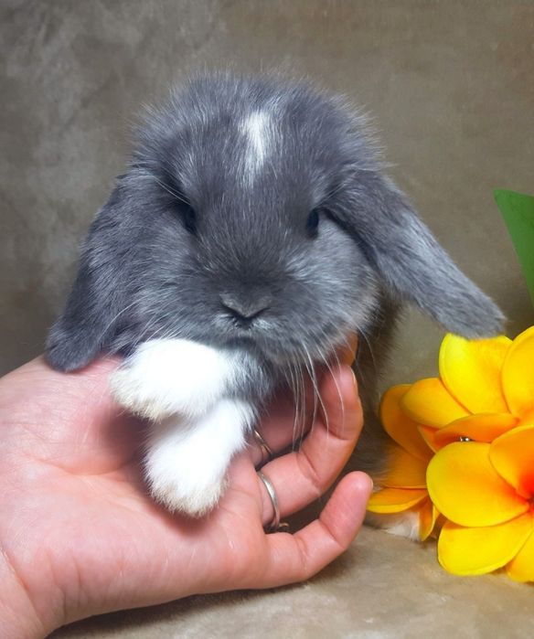 Карликовый мини кролик,карликові міні кролики,Вислоухий баранчик