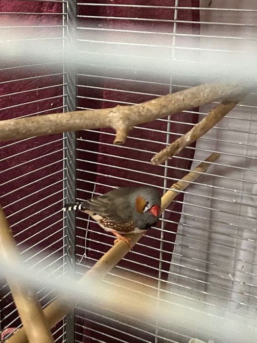 Diamante mandarim macho