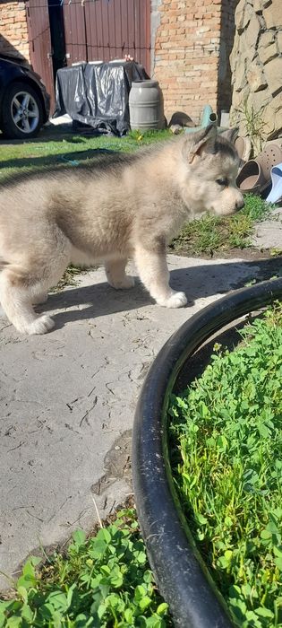 Дівчинка хасочка