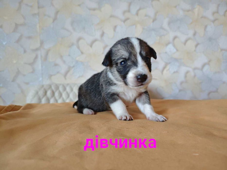 Цуценята шукають родину