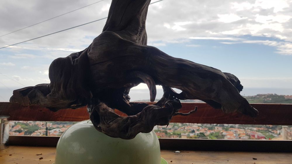 Tronco Urzo limpo para aquário ou decoração