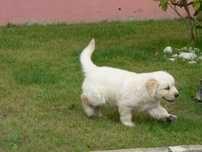 Golden Retriever C/LOP, Afixo e Vacinas