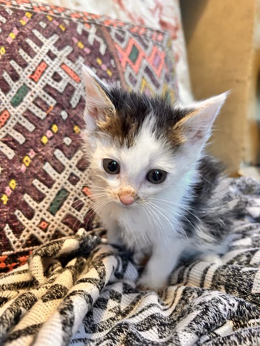 Kocieta szukają domu