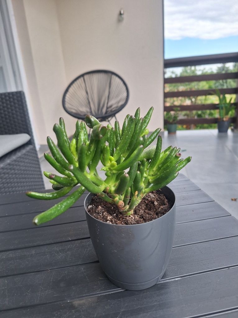 Ucho shreka, Drzewko szczęścia, Crassula ovata