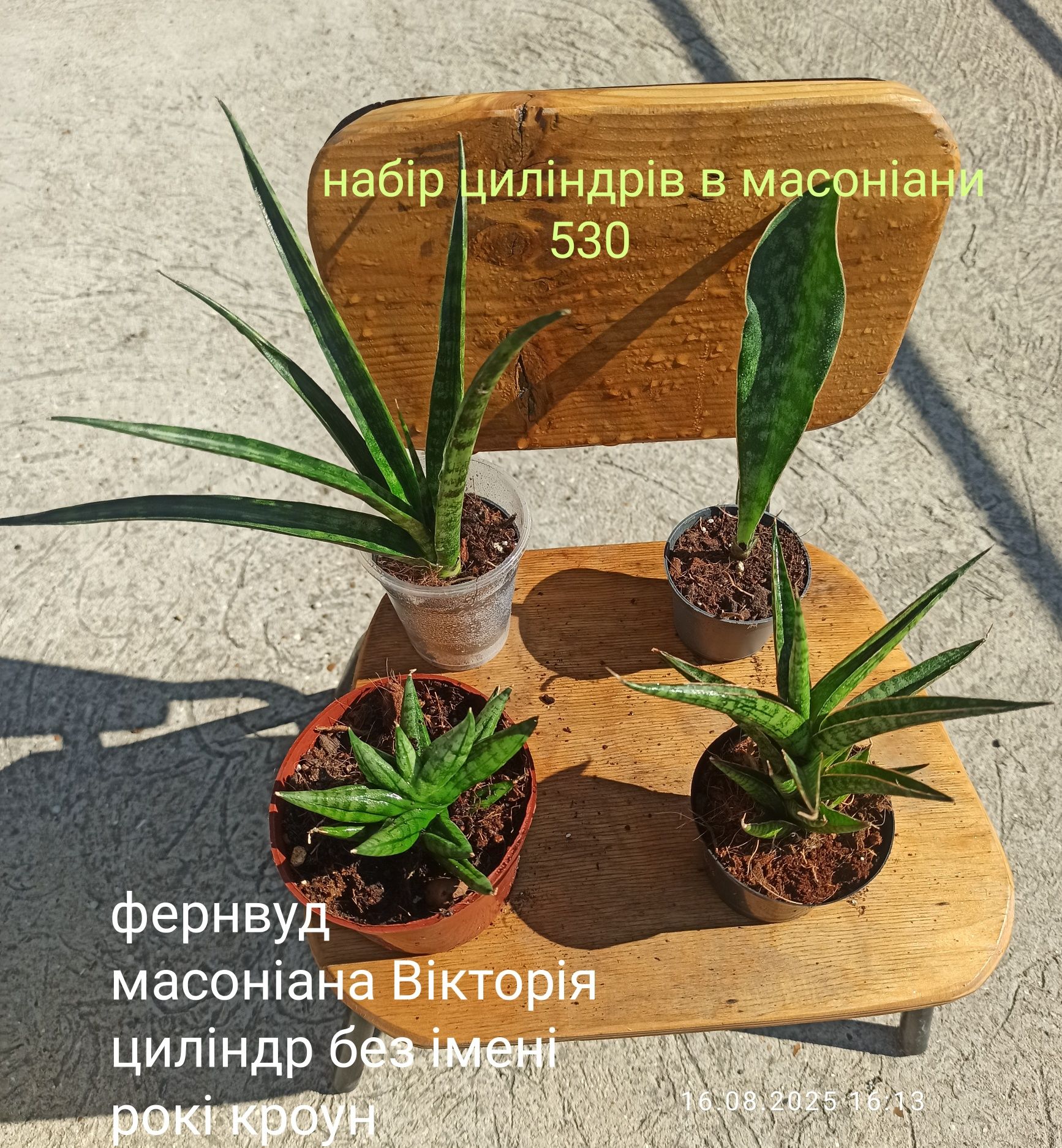 Набори Сансевієрій по бюджетній ціні
