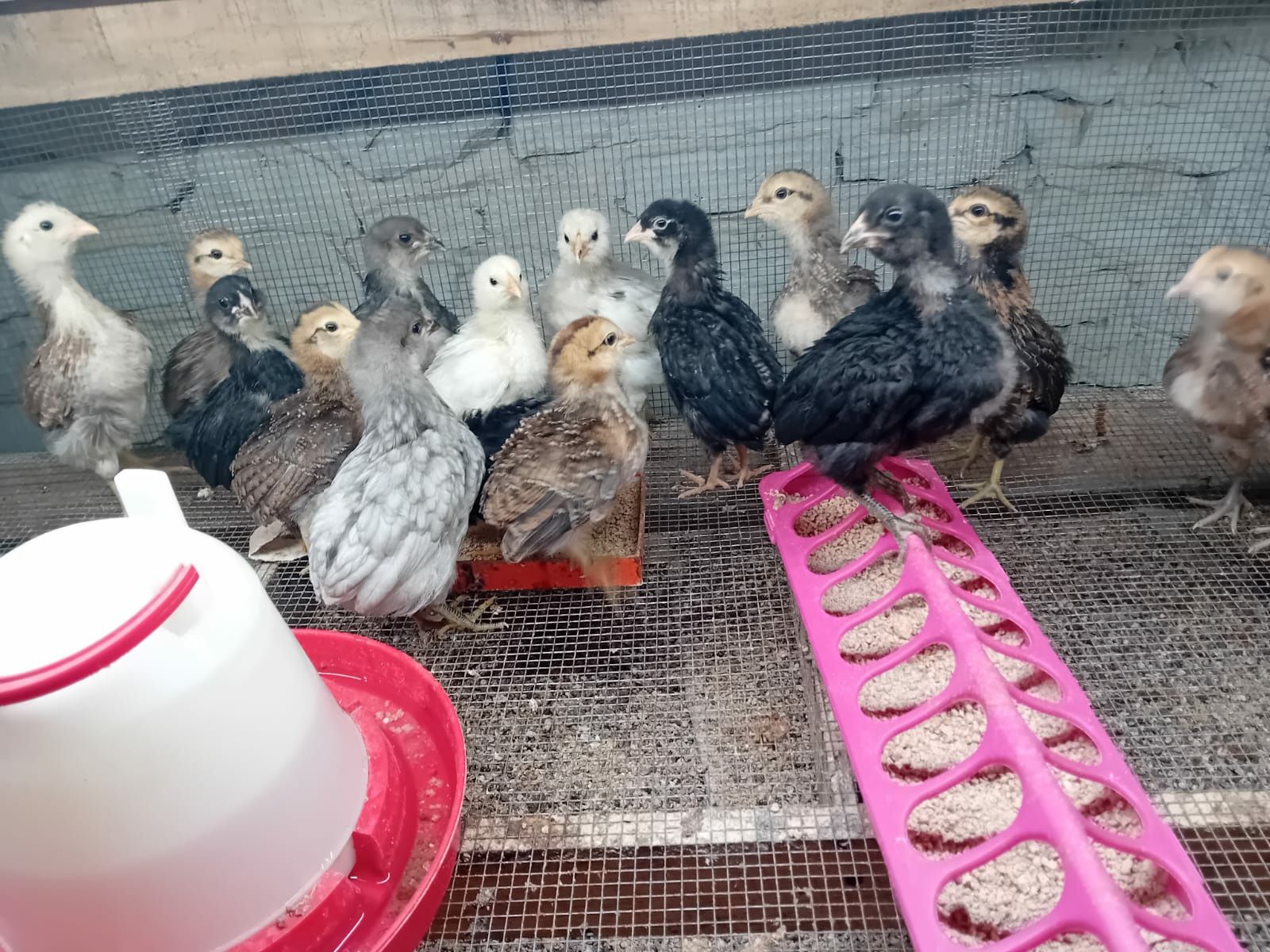 Kura kury aracuany naturalne ekologiczne araucany pisklęta