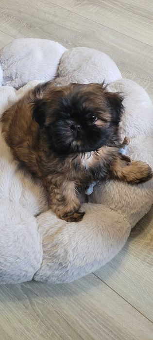 Shih Tzu zlota dziewczynka