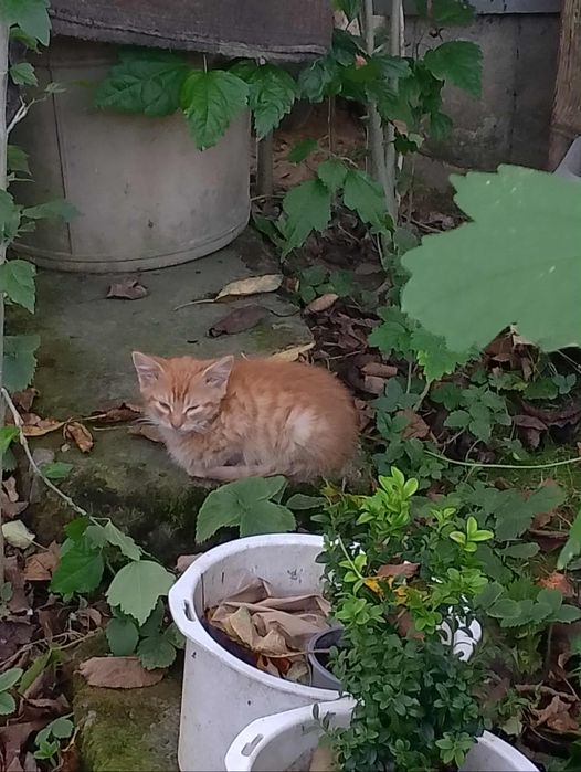 Oddam kotka za darmo