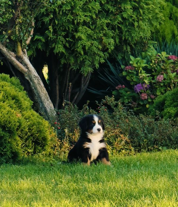 Sprzedam  Berneński Pies Pasterski piesek