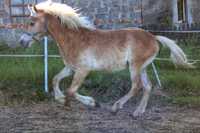 Haflinger odsadek/ zamiana