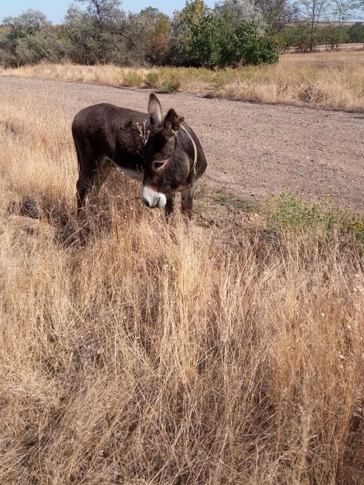 Продам ослика возрост 5 лет ручной