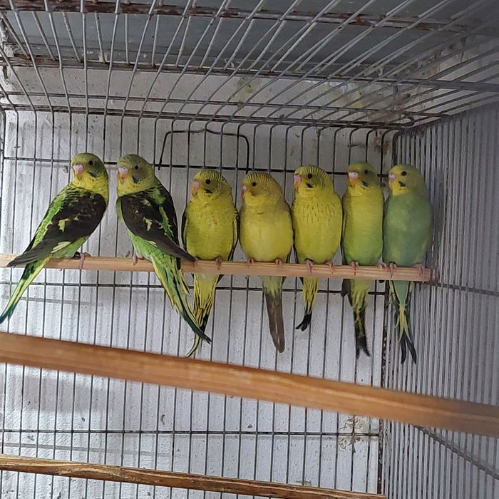 Periquitos Asas Negras