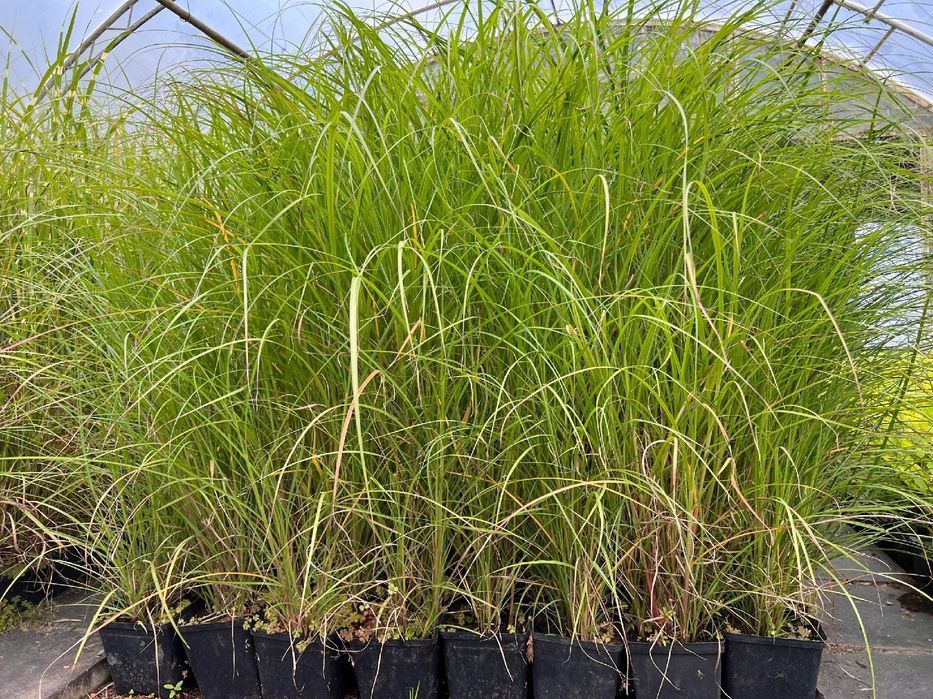 Miskant chiński 'Krater' (Miscanthus sinnesis) P13