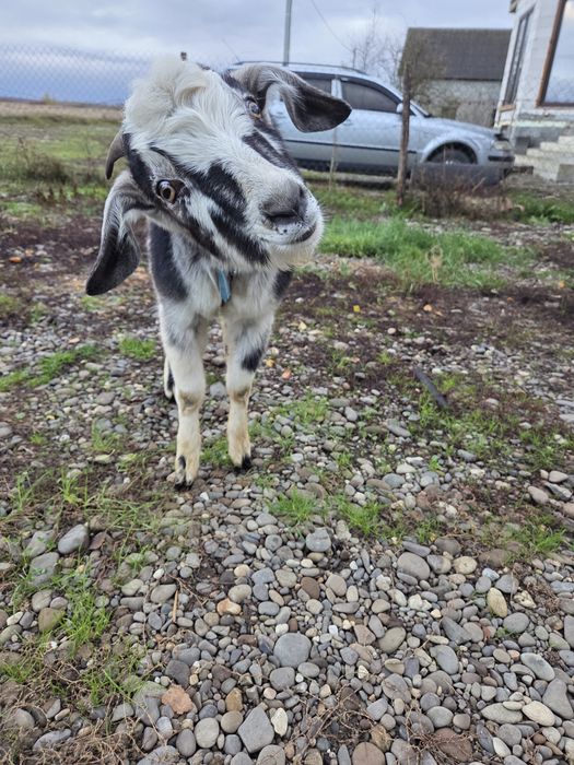 Камерунський козлик для спарювання