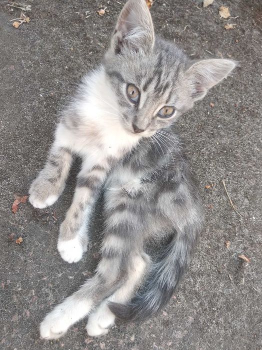 Віддам кошеня  в добрі руки