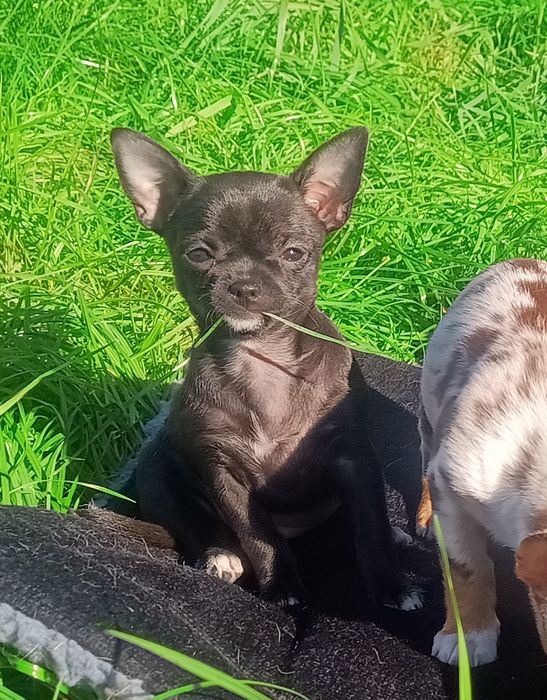 Chihuahua krótkowłosa XS - mini czarna suczka