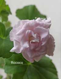 Пеларгонія Rococo