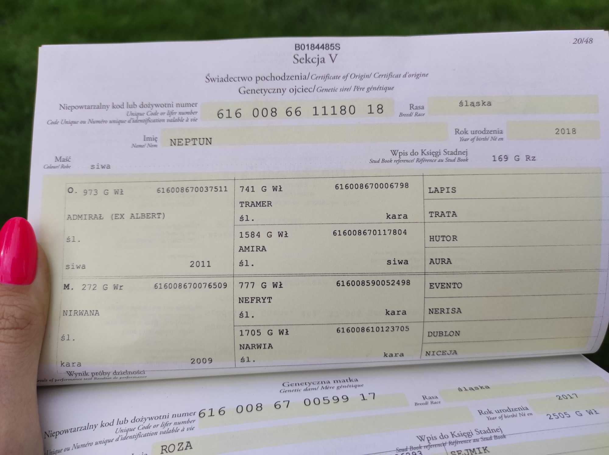 Sprzedam klacz śląską